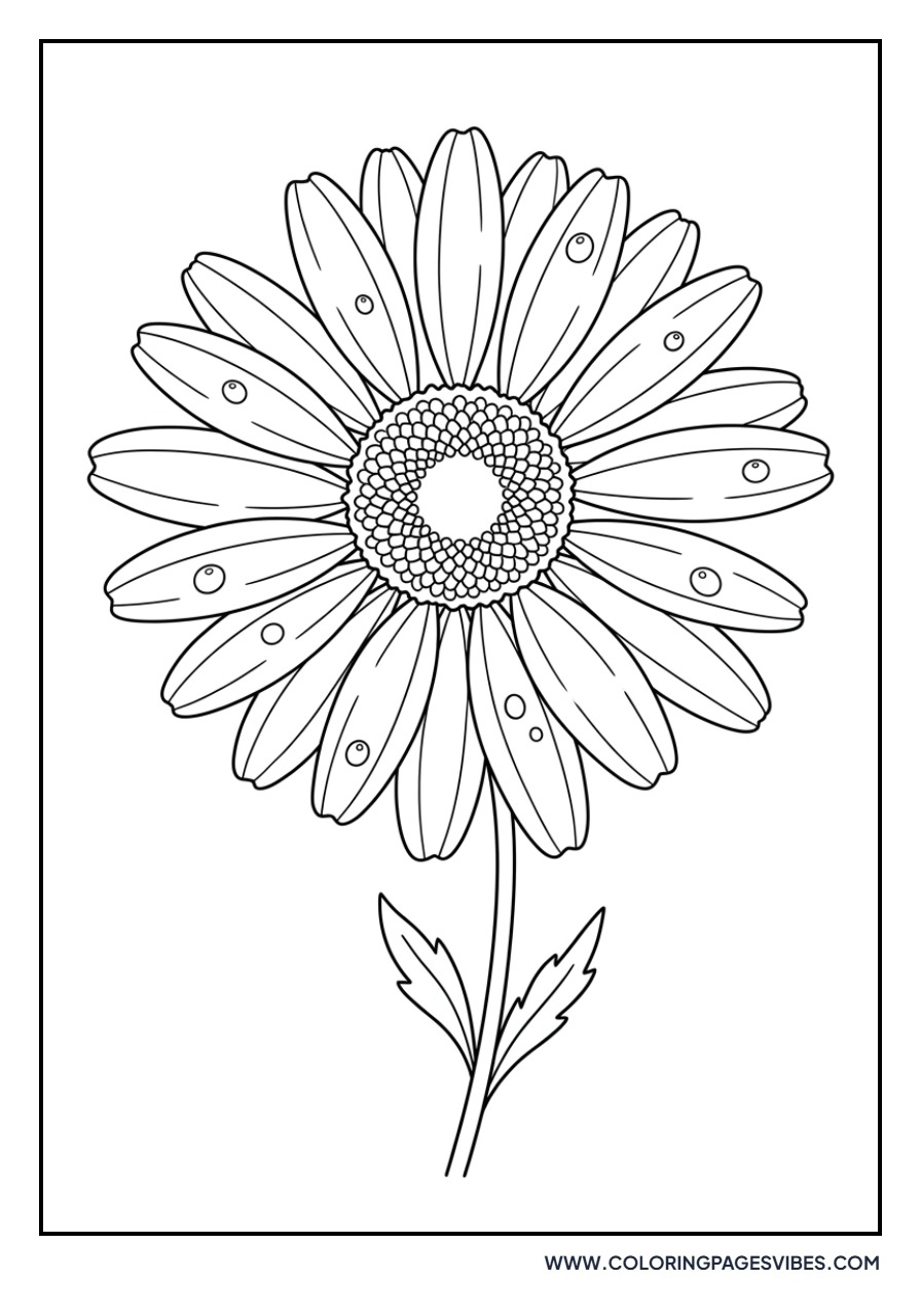 Daisy with Dew Drops