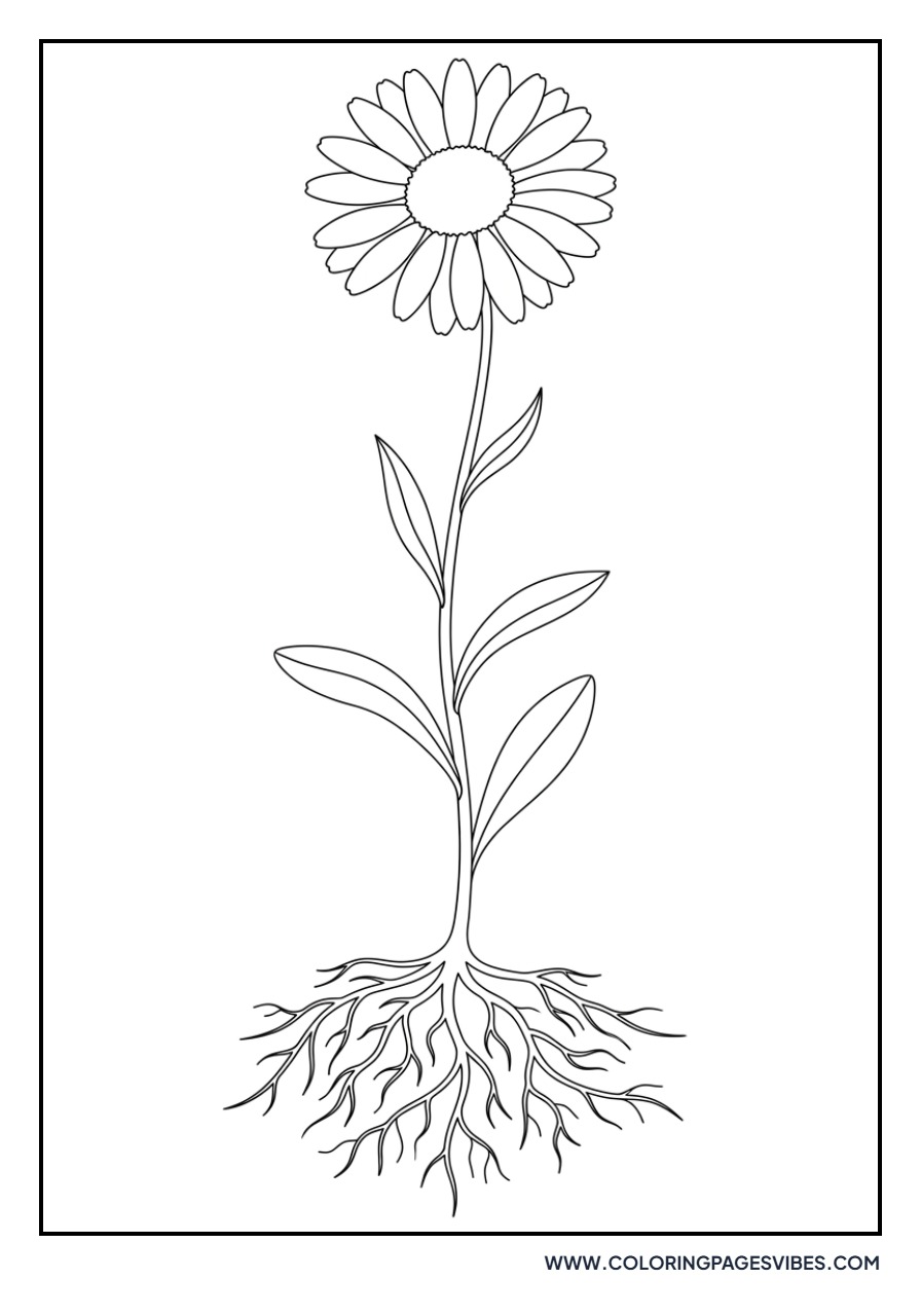 Vintage Daisy Illustration