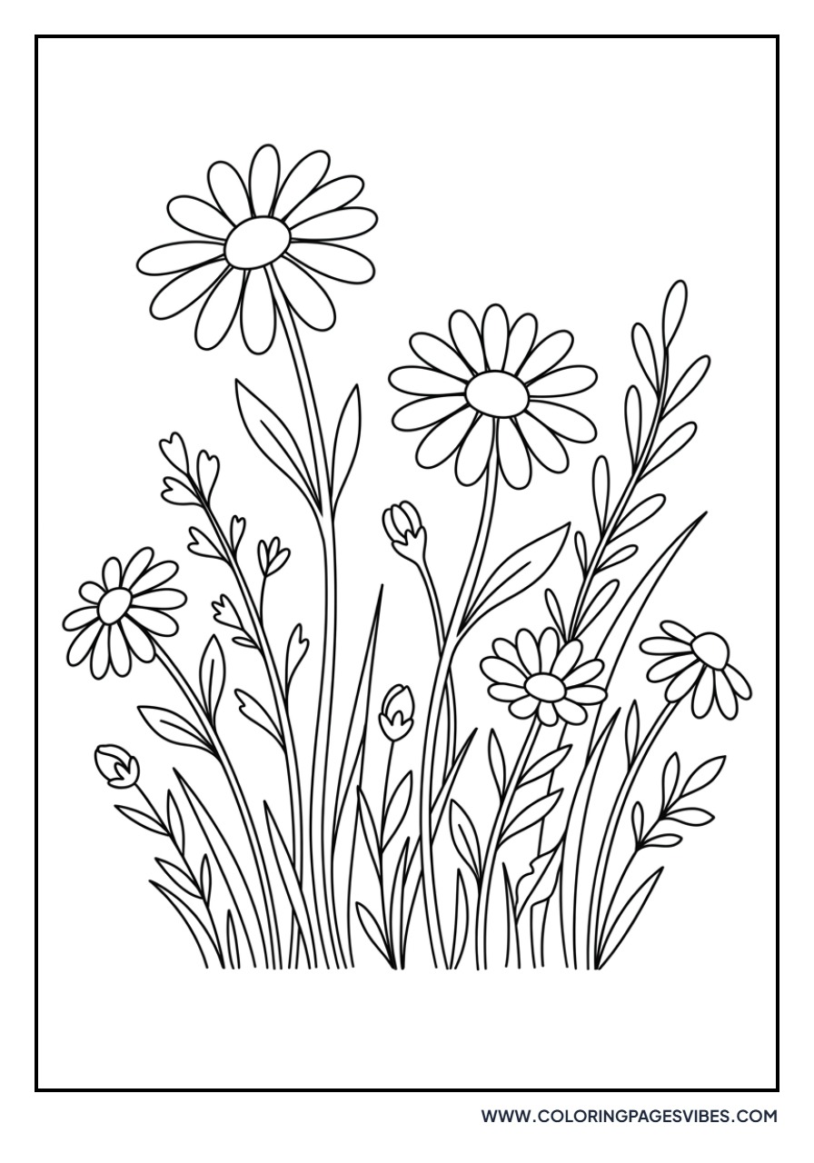 Wildflower Daisy Patch