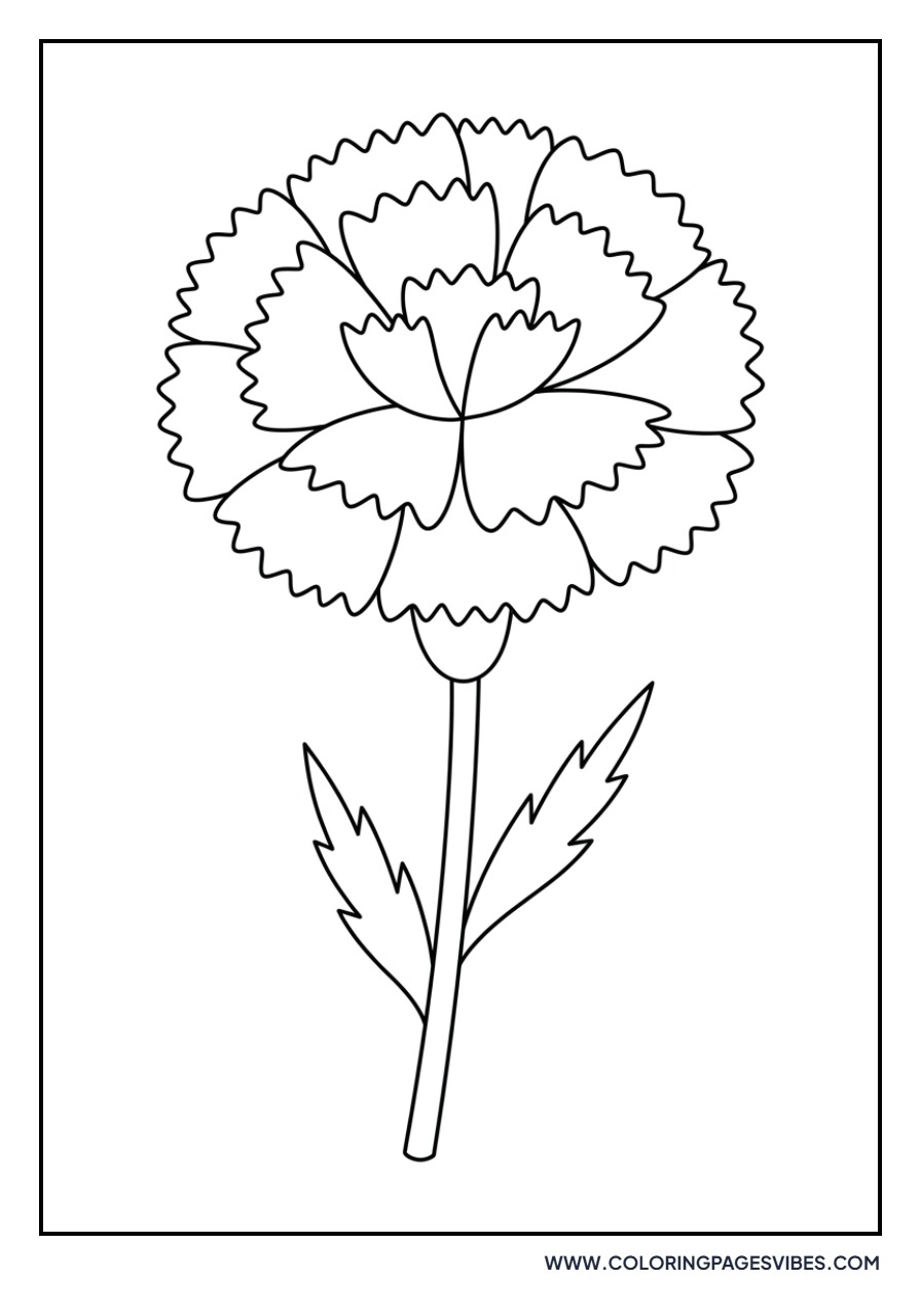 Basic Carnation Bloom