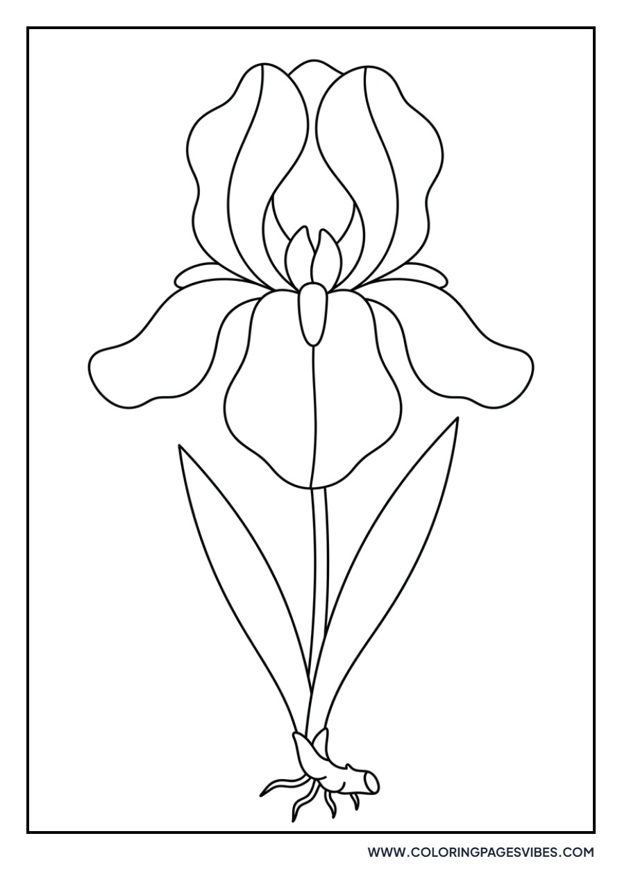 Basic Iris Bloom