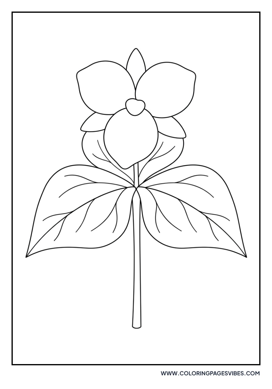 Basic Trillium Flower