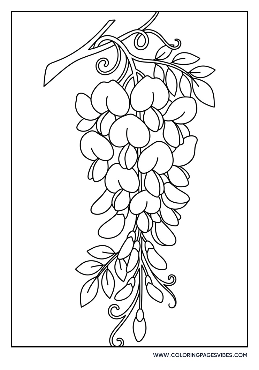 Basic Wisteria Bloom