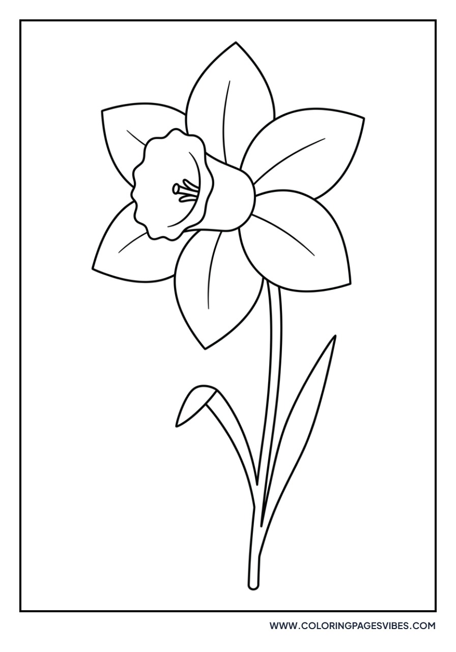 Large Daffodil Trumpet