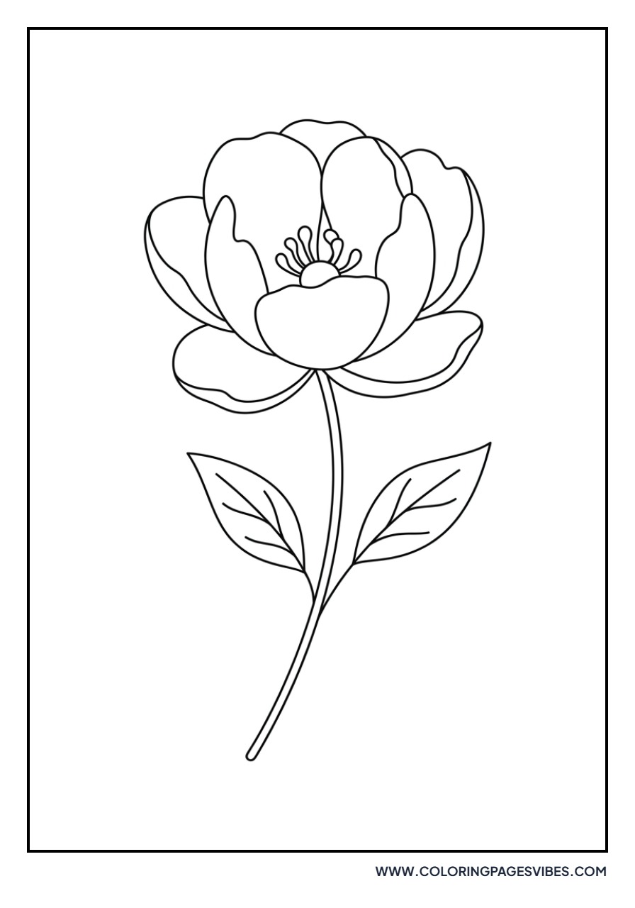 Minimal Peony Bloom
