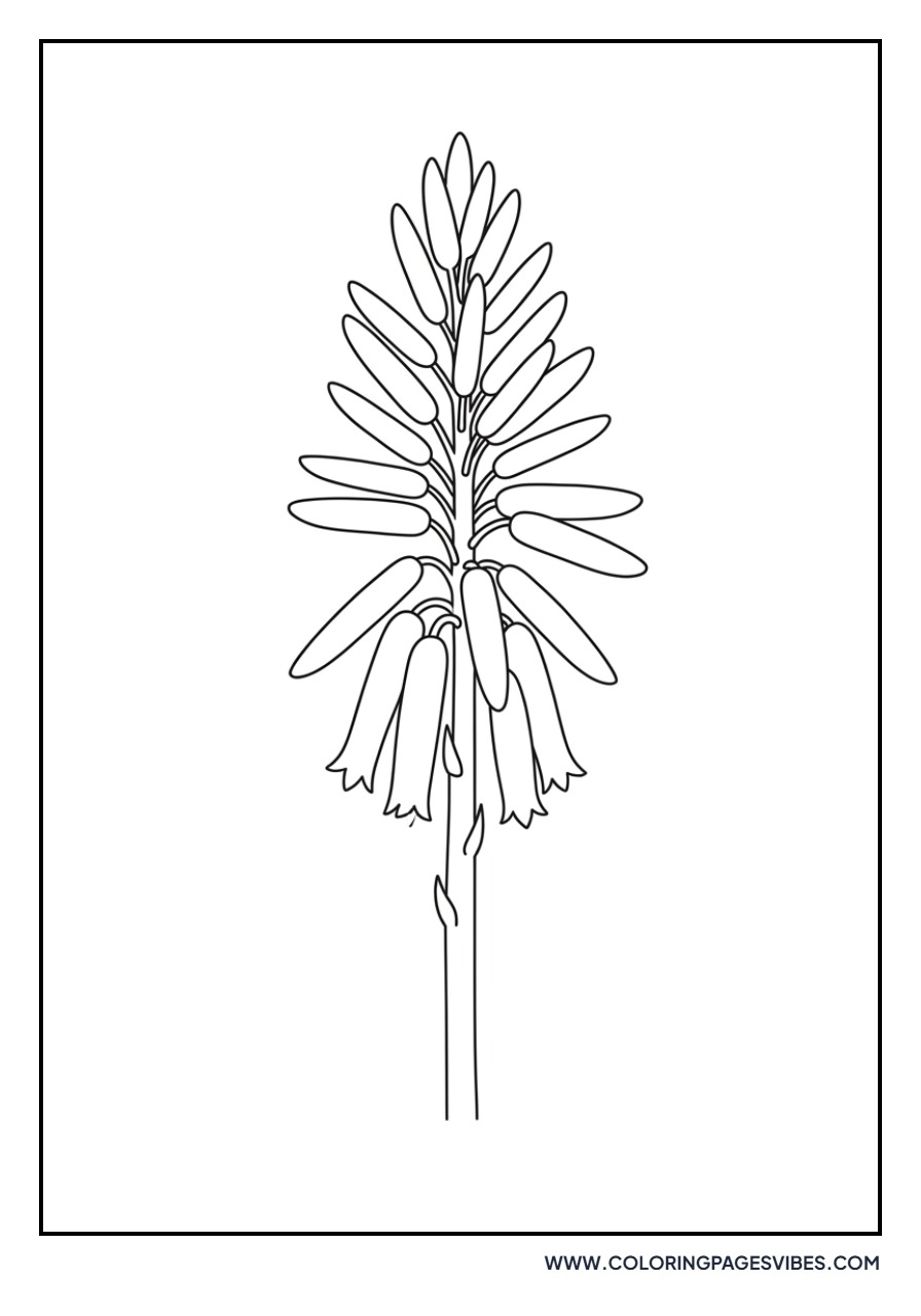 Simple Aloe Flower