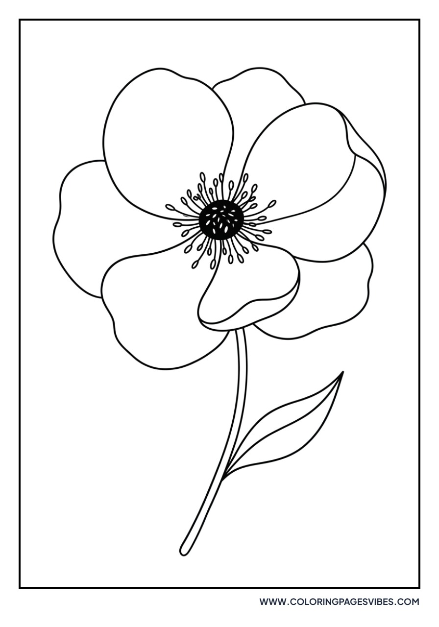 Simple Anemone Flower