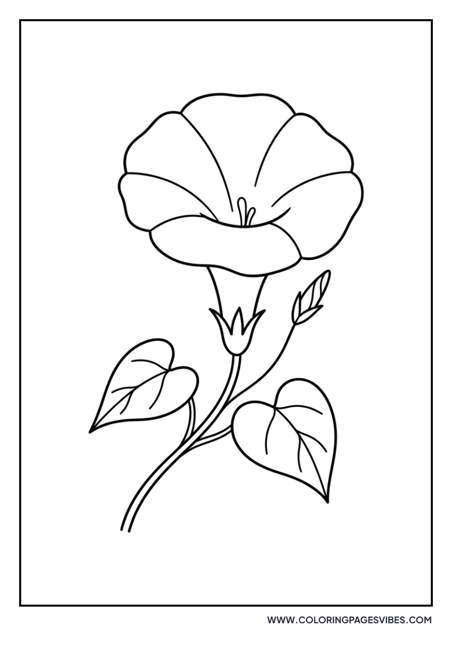 Simple Morning Glory