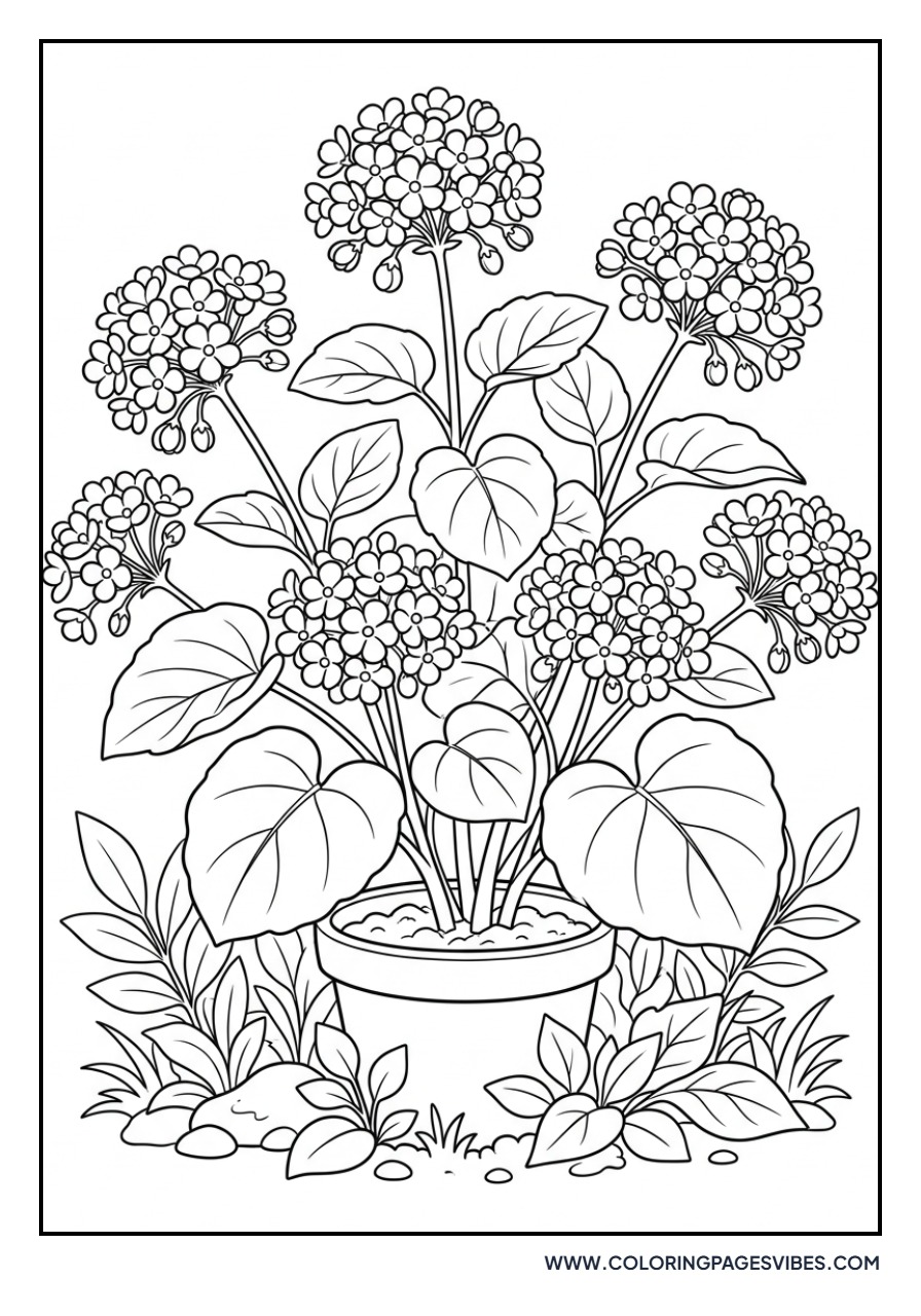 Begonia Garden