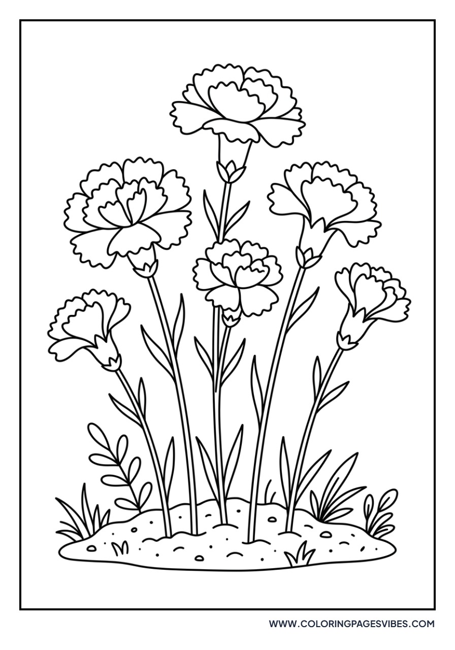 Carnation Garden