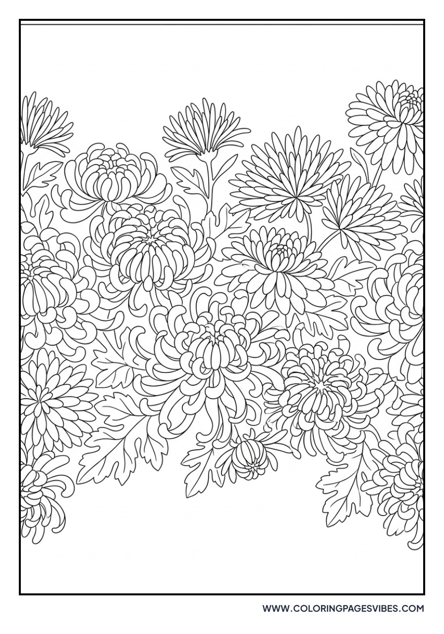 Chrysanthemum Border