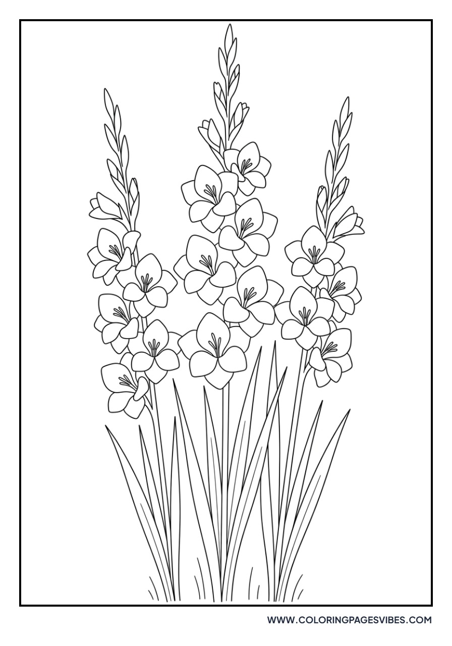 Gladiolus Garden