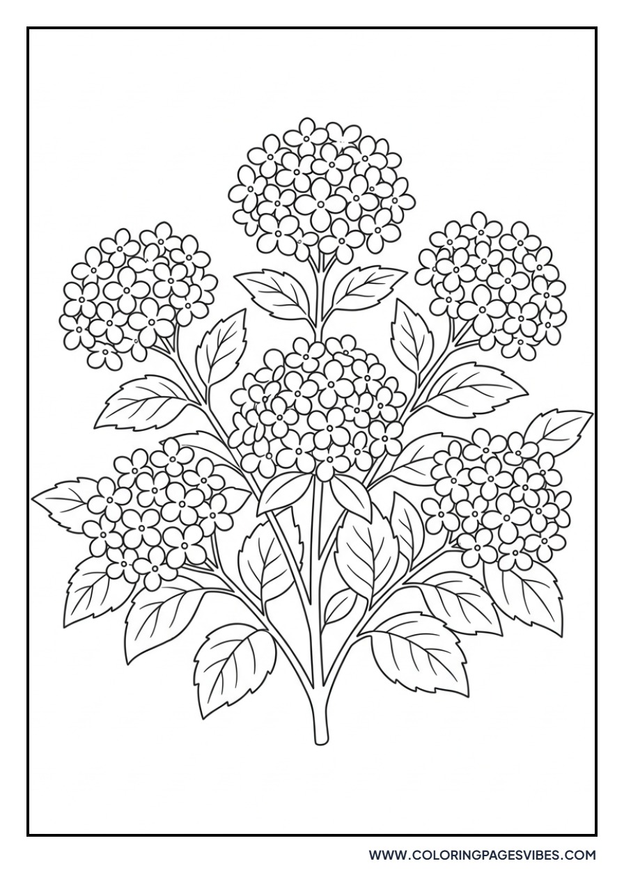 Hydrangea Bush