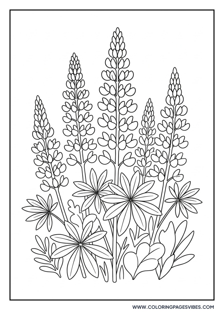 Lupine Garden