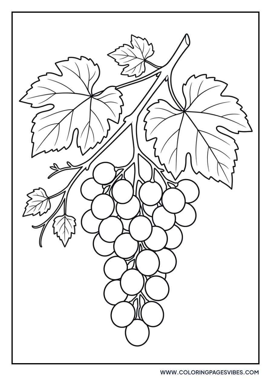 Concord Grapes Branch