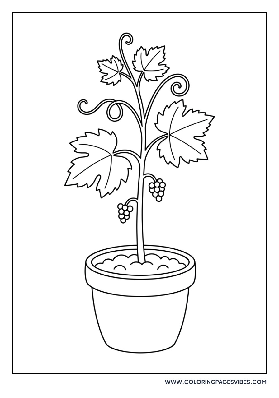 Grape Seedling