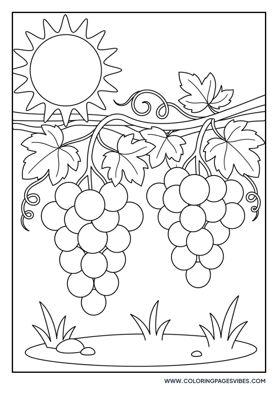 Grapes in the Sun