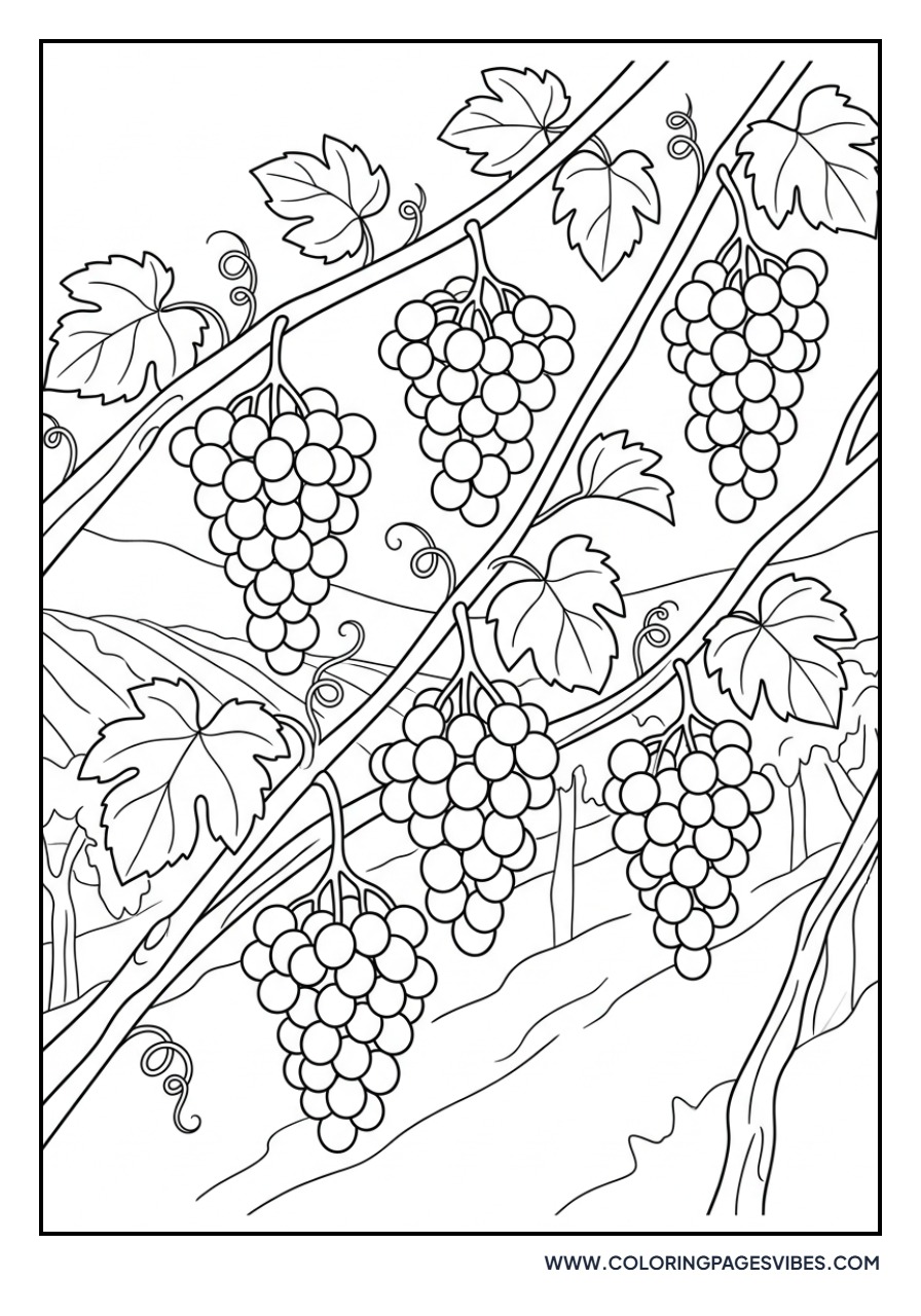Wine Grapes on Vine
