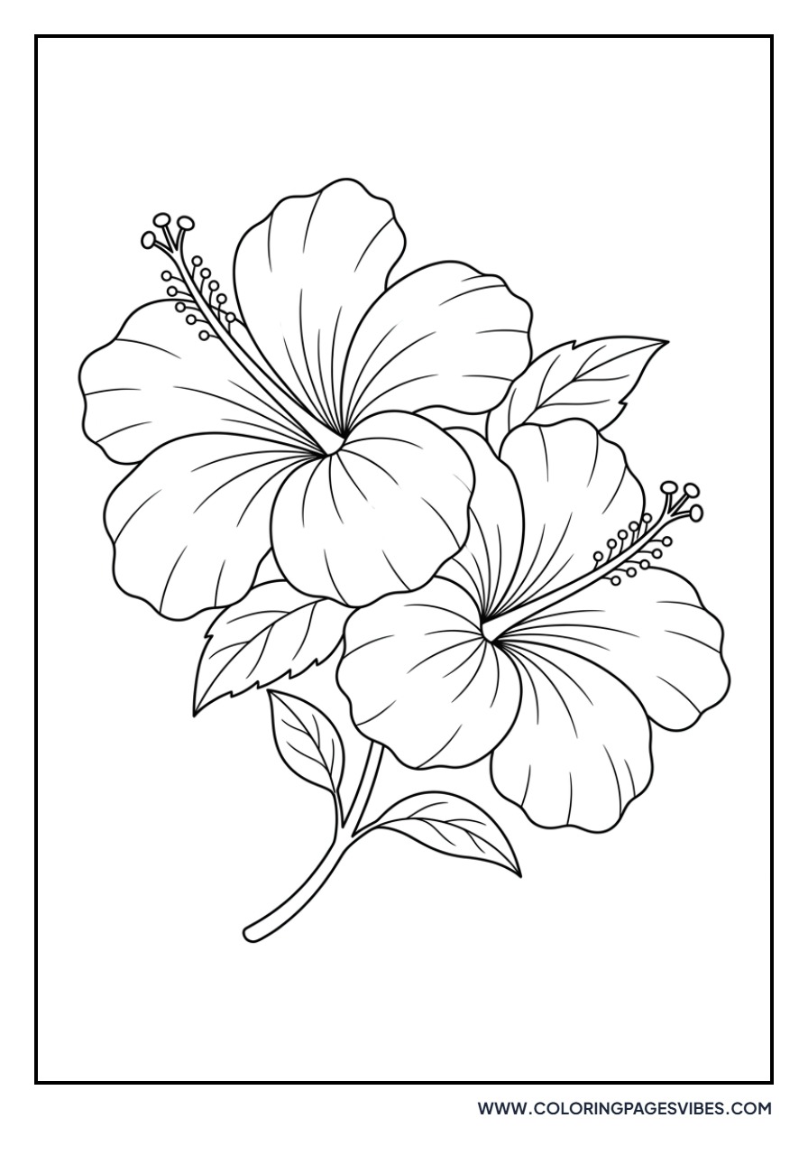 Two Hibiscus Flowers