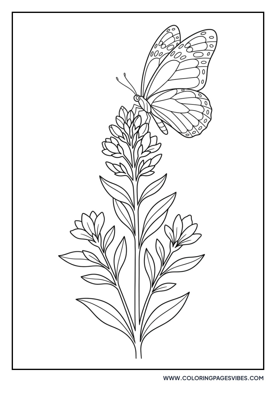 Butterfly and Lavender
