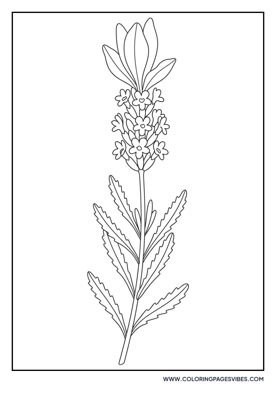 French Lavender Close-up