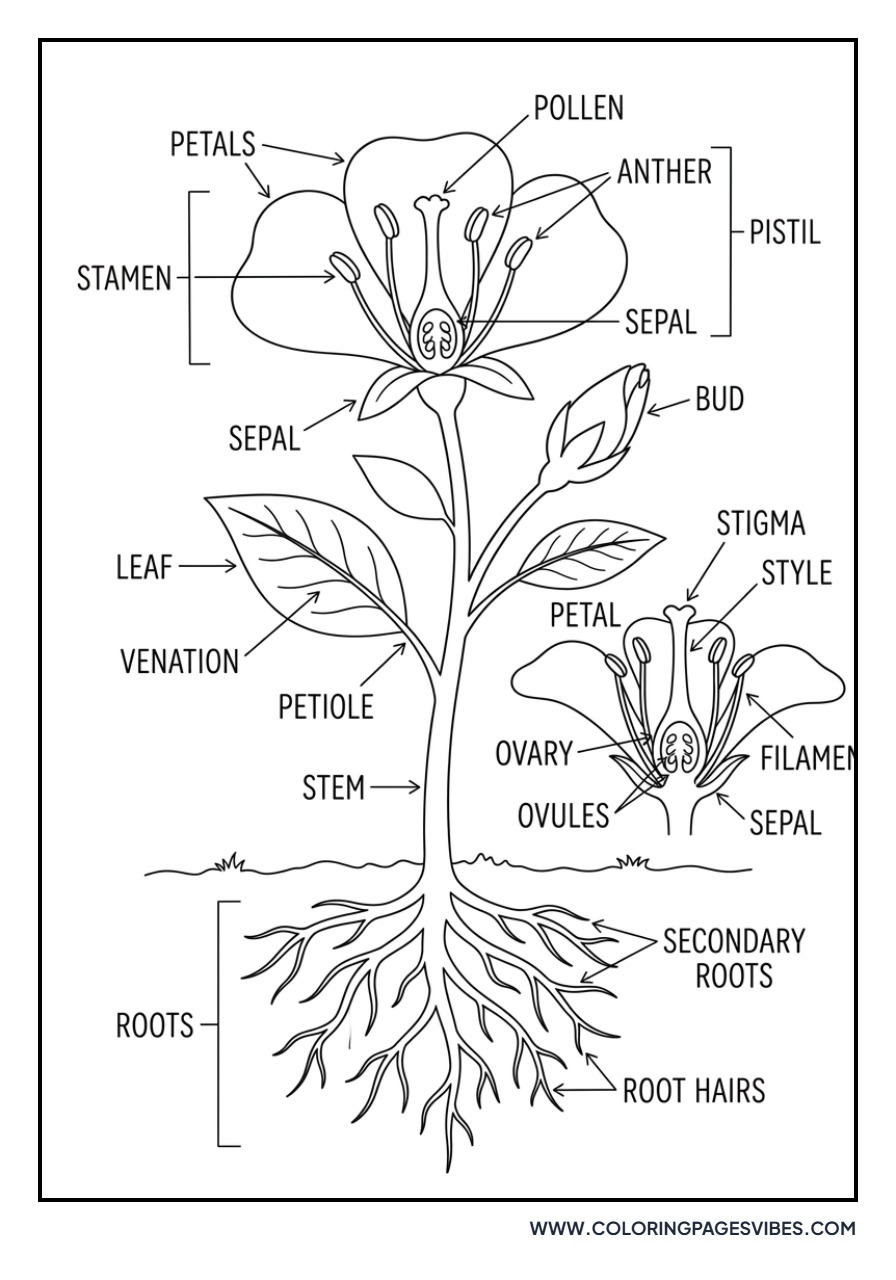 Lavender Botanical Chart