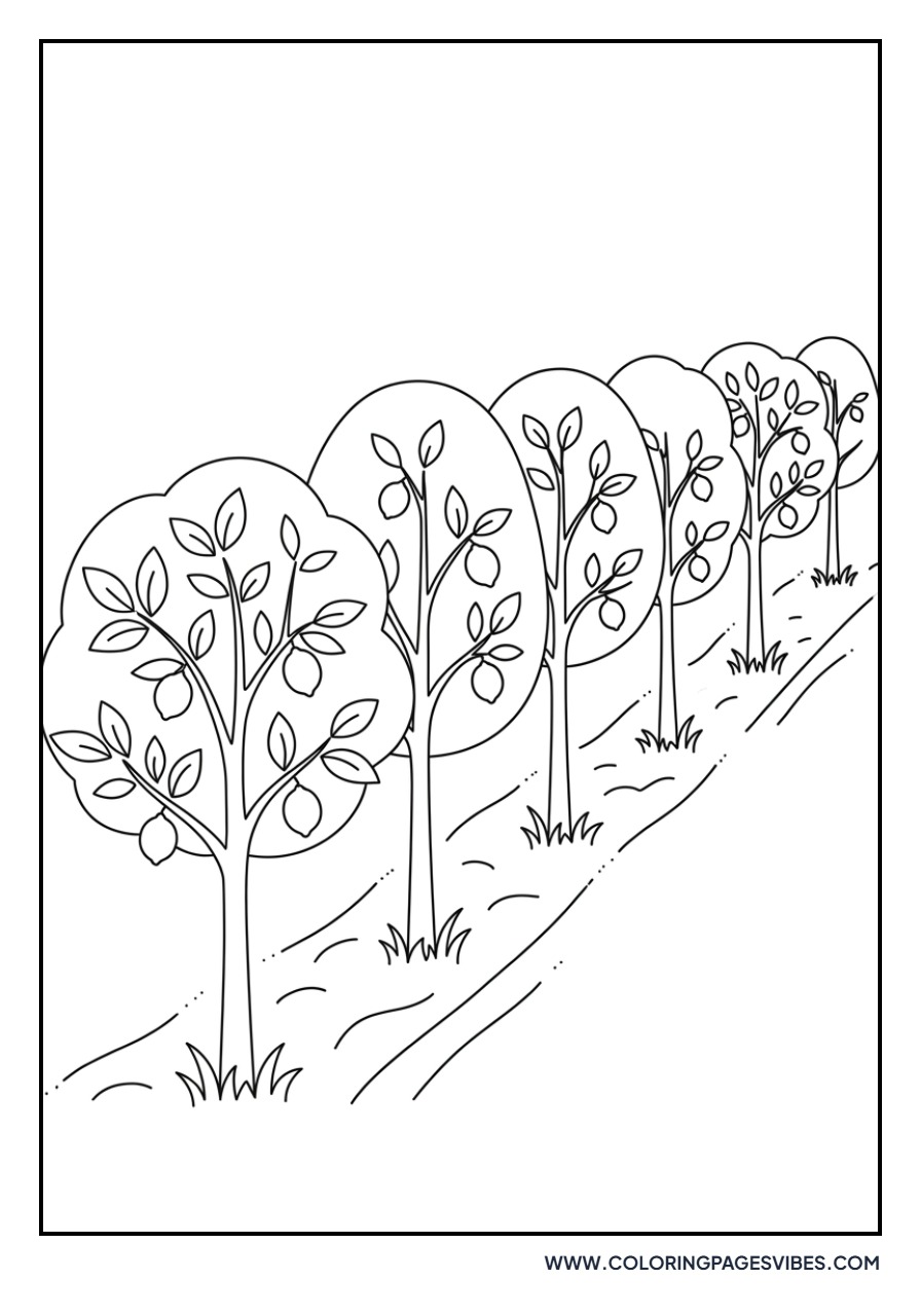 Lemon Tree Orchard