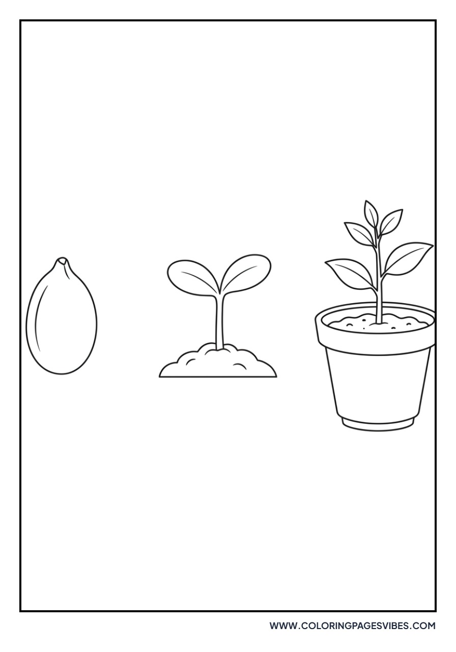 Tiny Lemon Seedlings