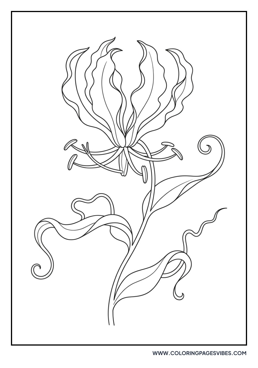 Fire Lily (Gloriosa)