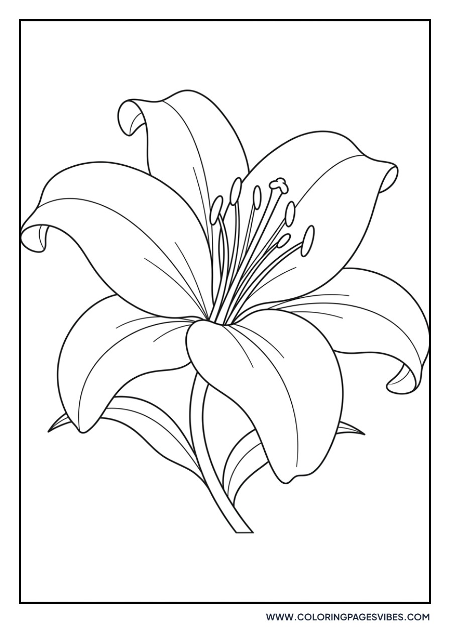 Giant Lily Bloom