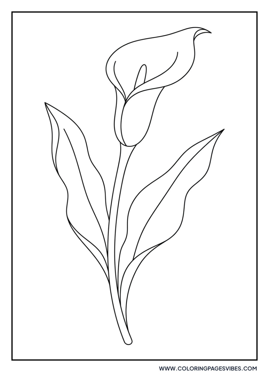 Graceful Calla Lily
