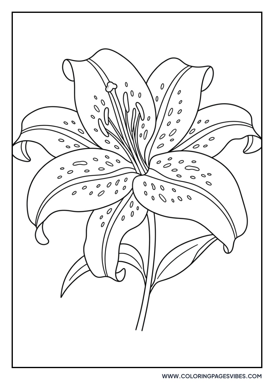 Japanese Lily (Lilium auratum)