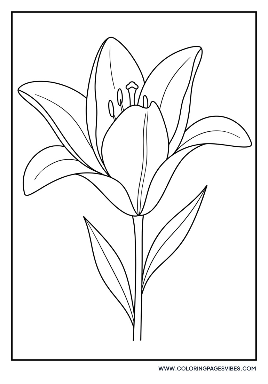 Lily Bud Opening