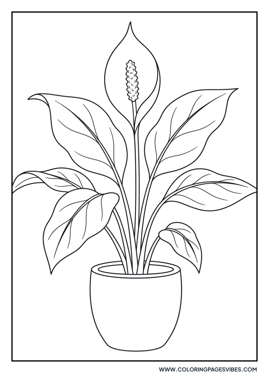 Peace Lily Foliage