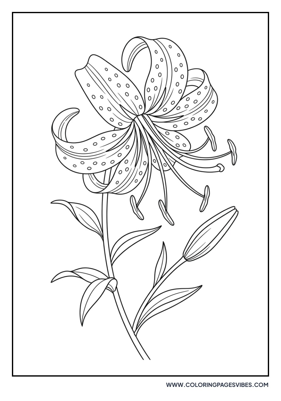 Spotted Tiger Lily