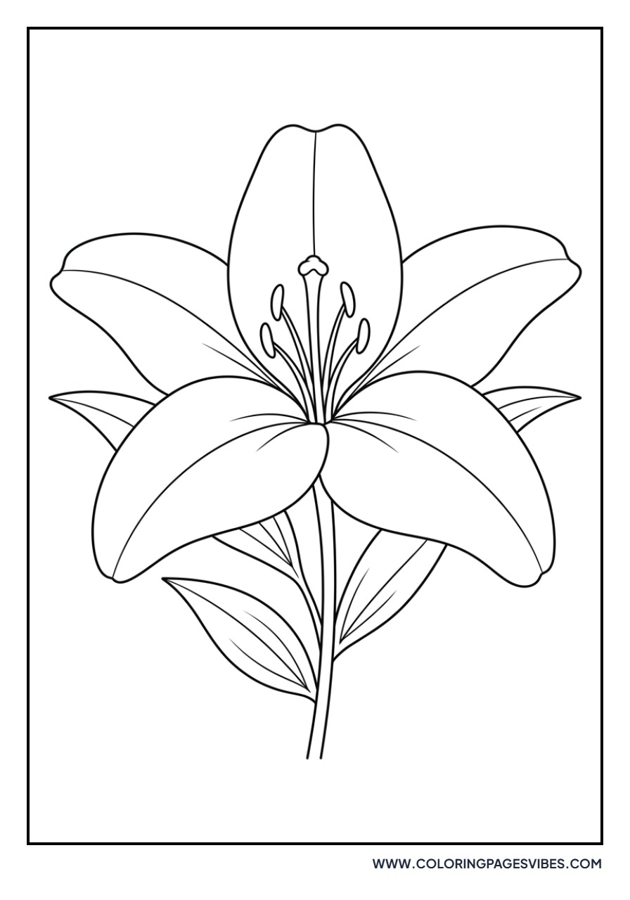 Stargazer Lily Bloom