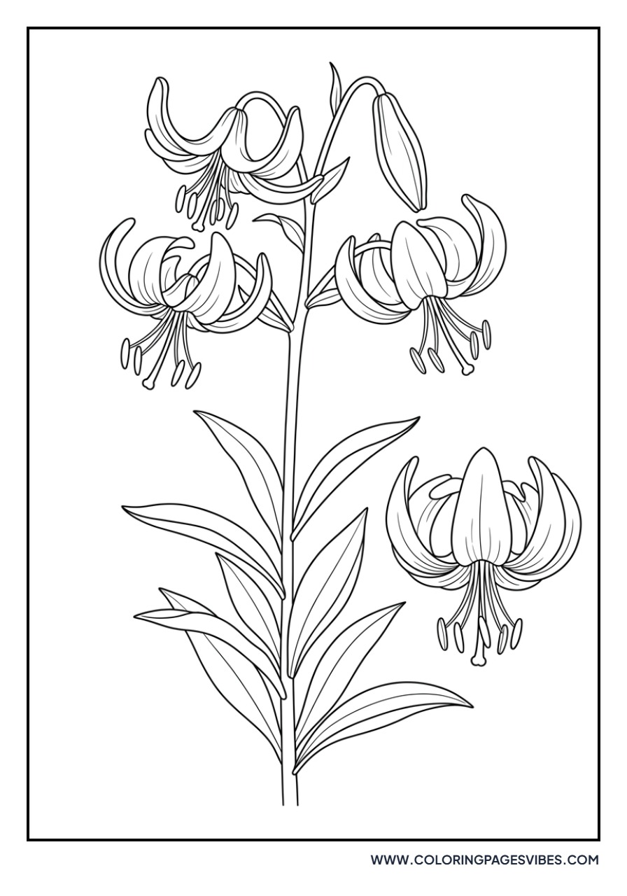 Turk's Cap Lily