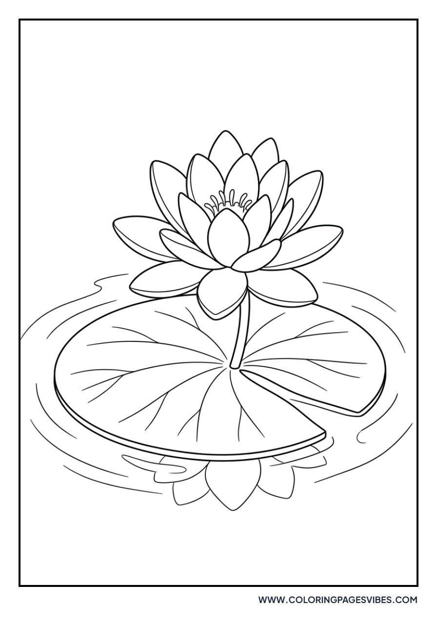 Water Lily on a Pond