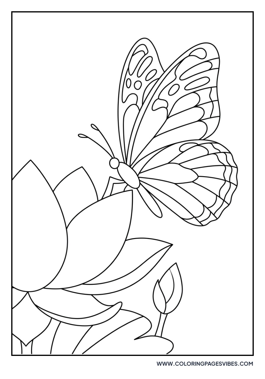Lotus and Butterfly