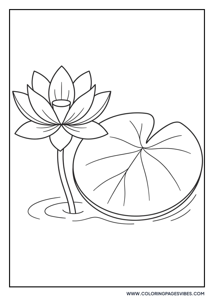 Lotus and Lily Pad