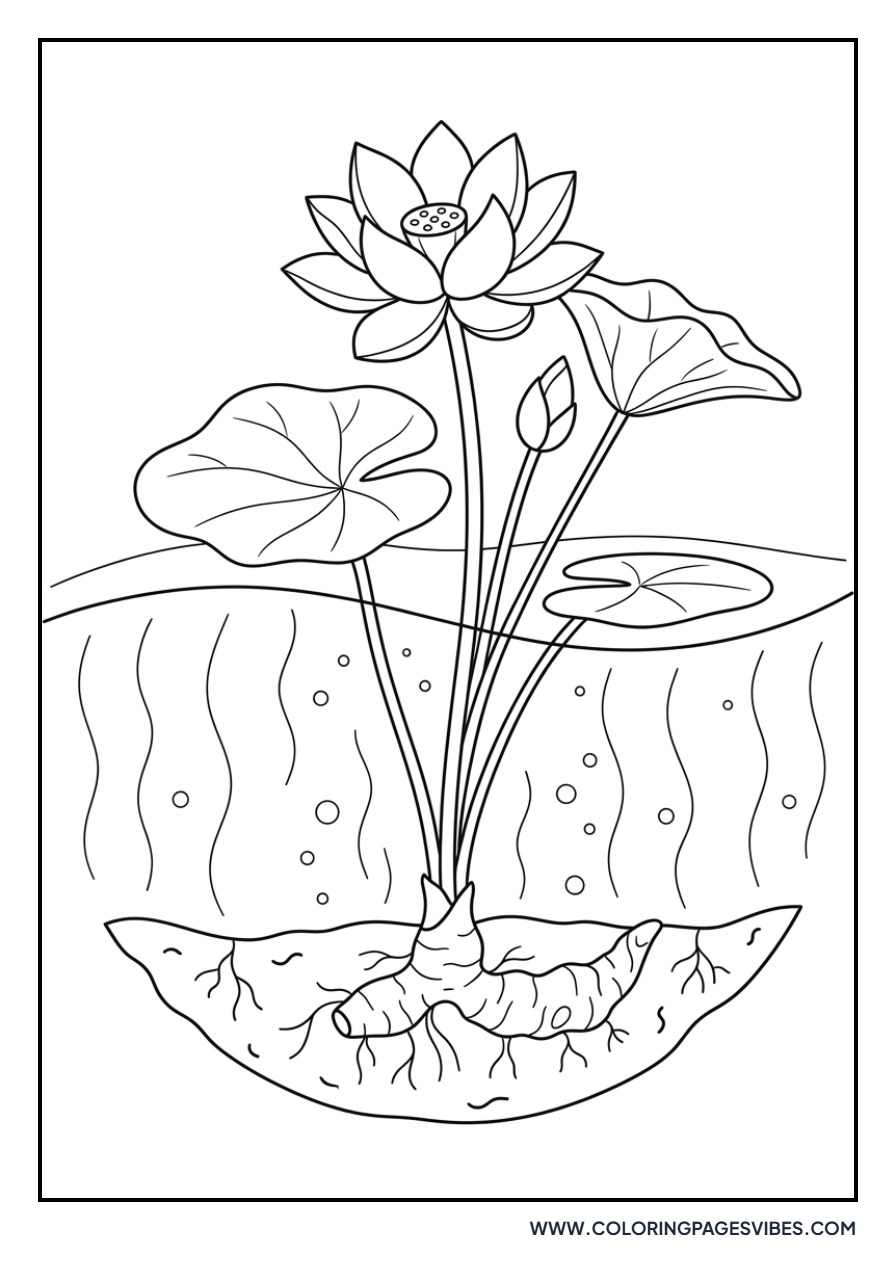 Lotus Flower in Mud