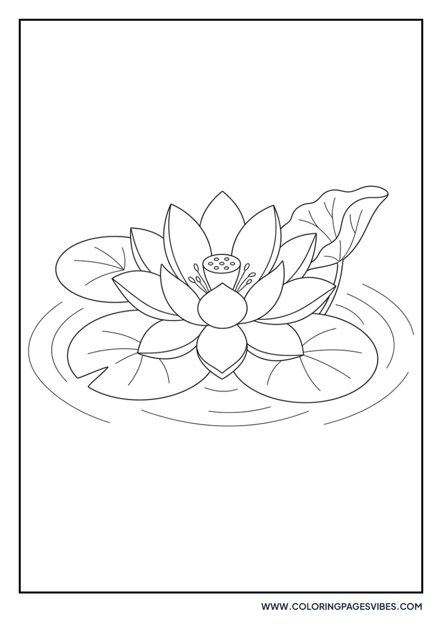 Lotus on Water