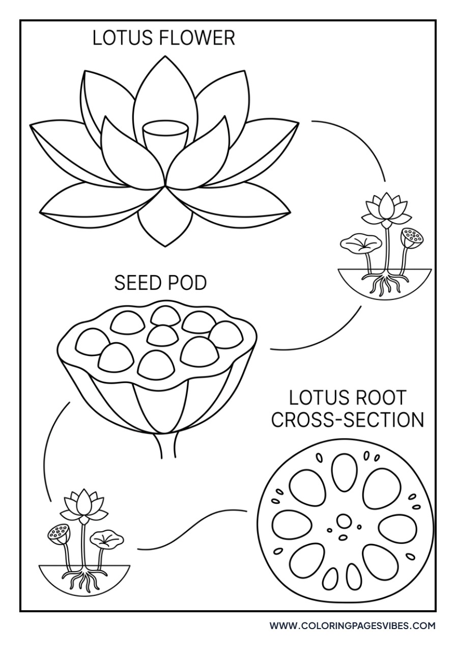 Lotus Roots and Seeds