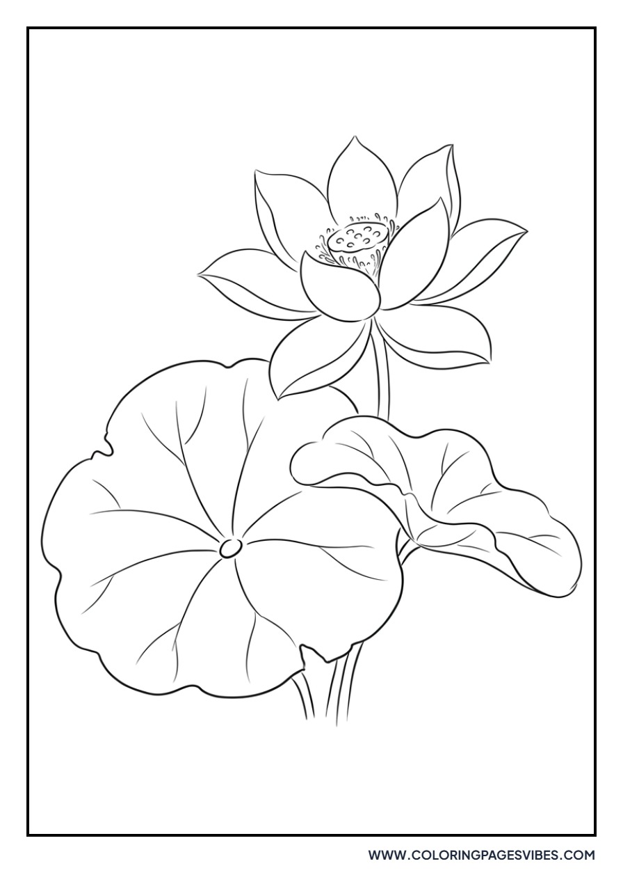 Traditional Chinese Lotus
