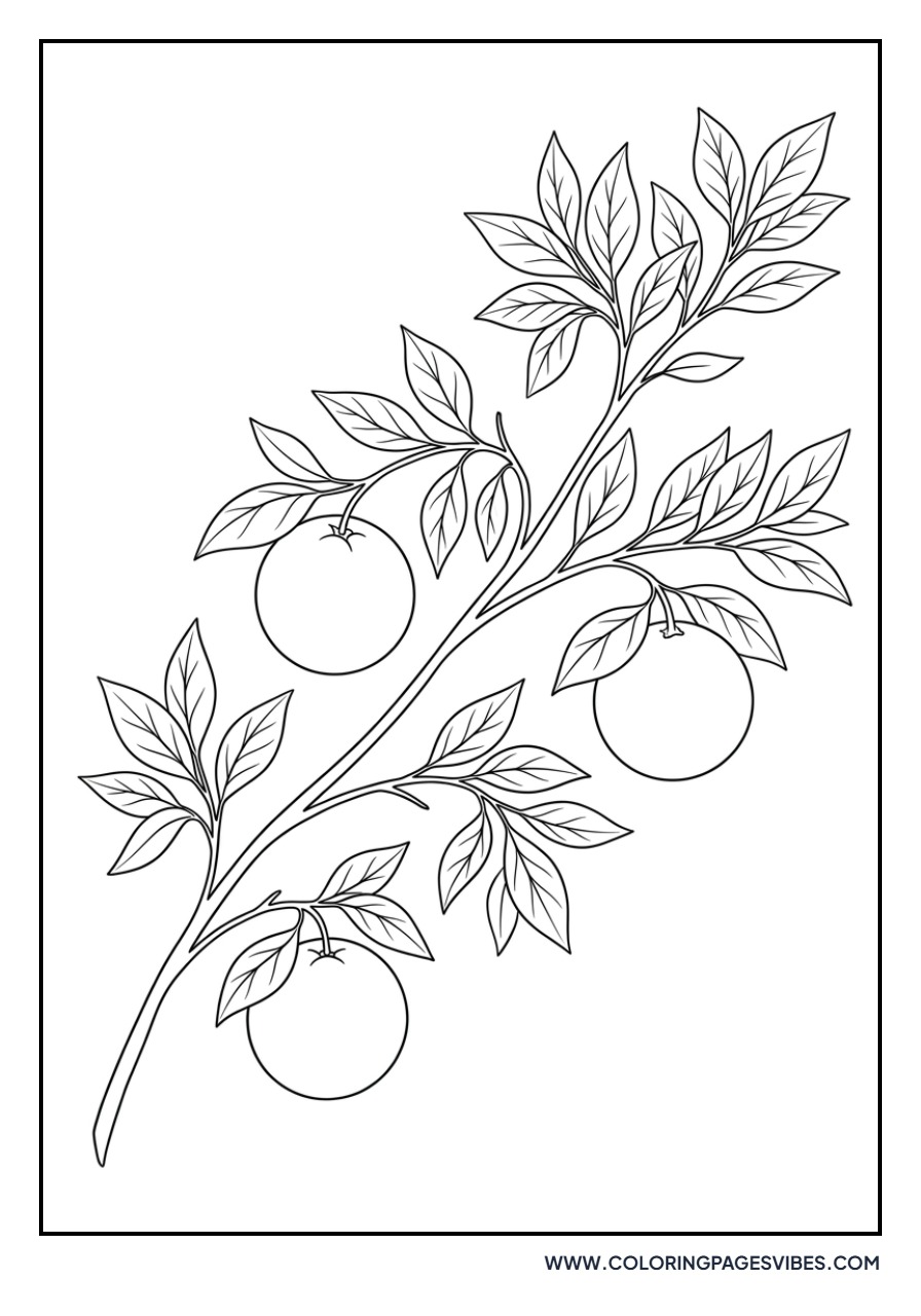 Garden Orange Branch