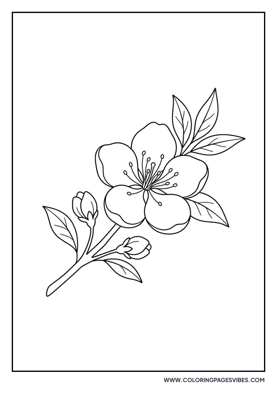 Peach Blossom Flower