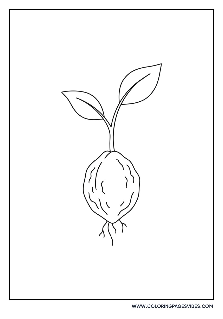 Peach Seed Growth