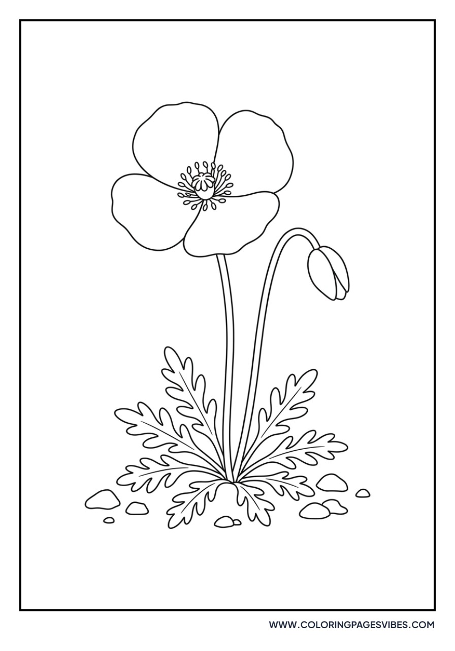 Alpine Poppy