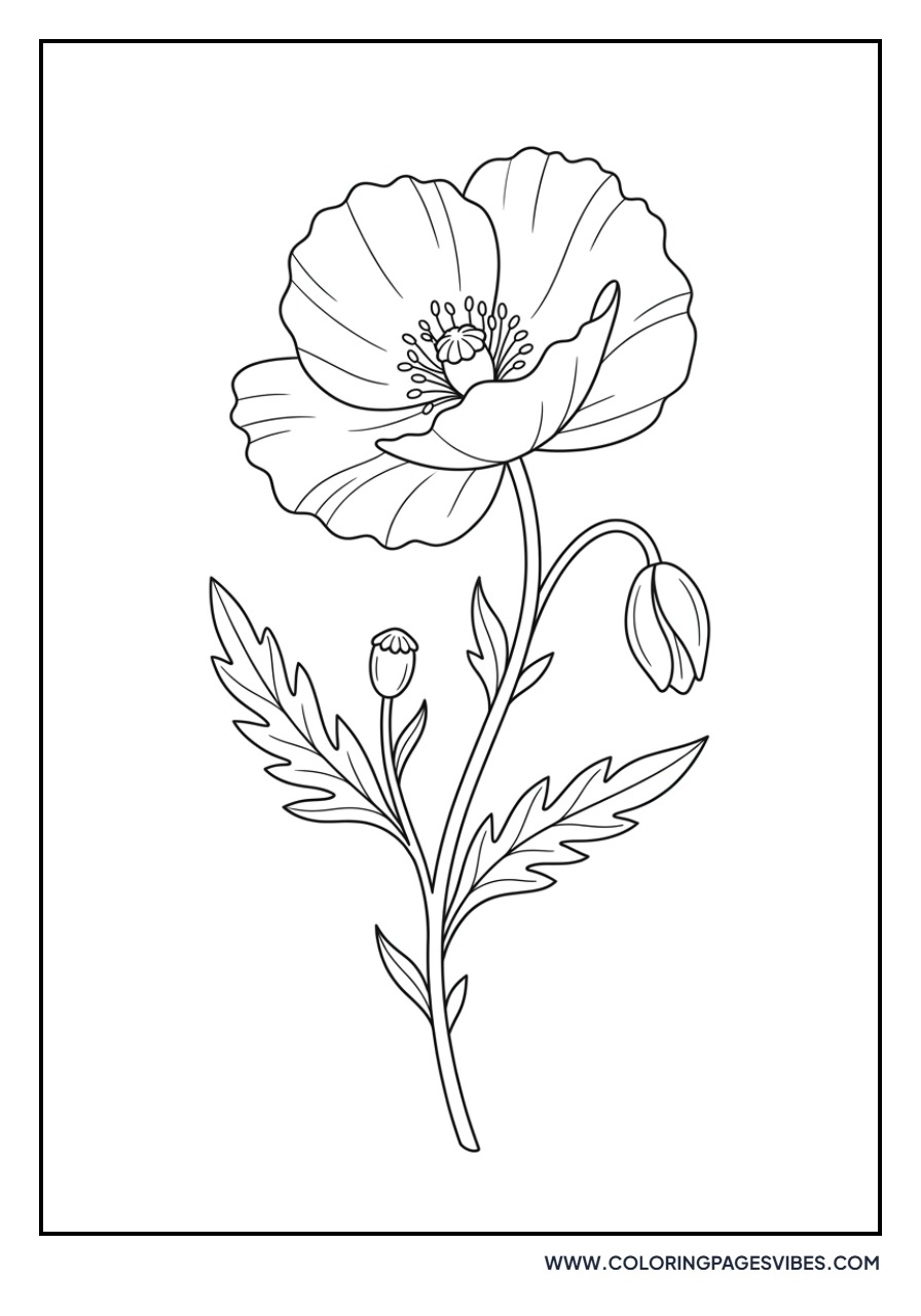 Blue Himalayan Poppy