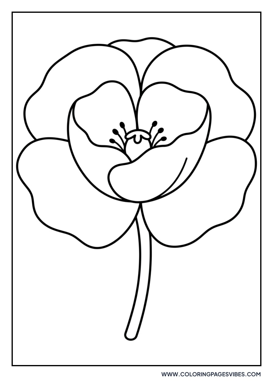 Giant Poppy Bloom